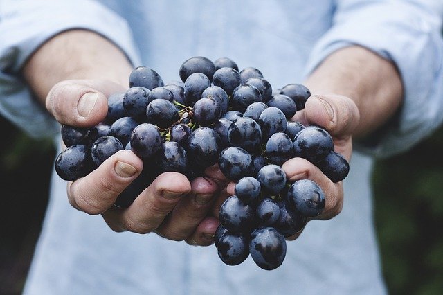 Alla scoperta di Cantine aperte in vendemmia