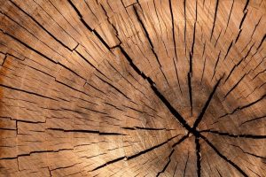 I tarli del legno animali da eliminare