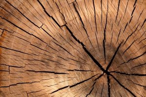 I tarli del legno animali da eliminare