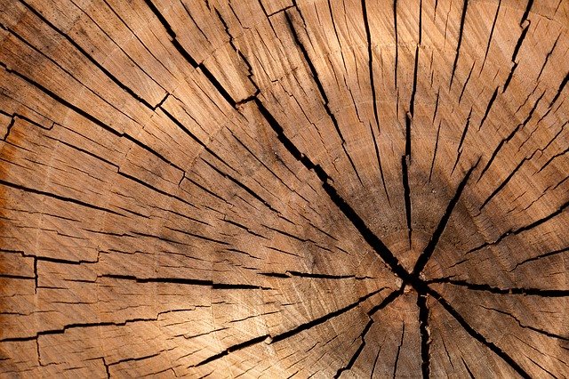 I tarli del legno animali da eliminare