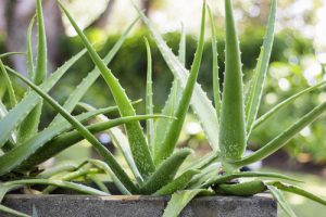 Aloe Arborescens benefici della pianta naturale di Sicilia